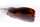 Guitare Folk Lg Electro-Acoustique TRAVEL-SPE