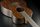 Guitare Folk Lg Acoustique SAUVAGE-T